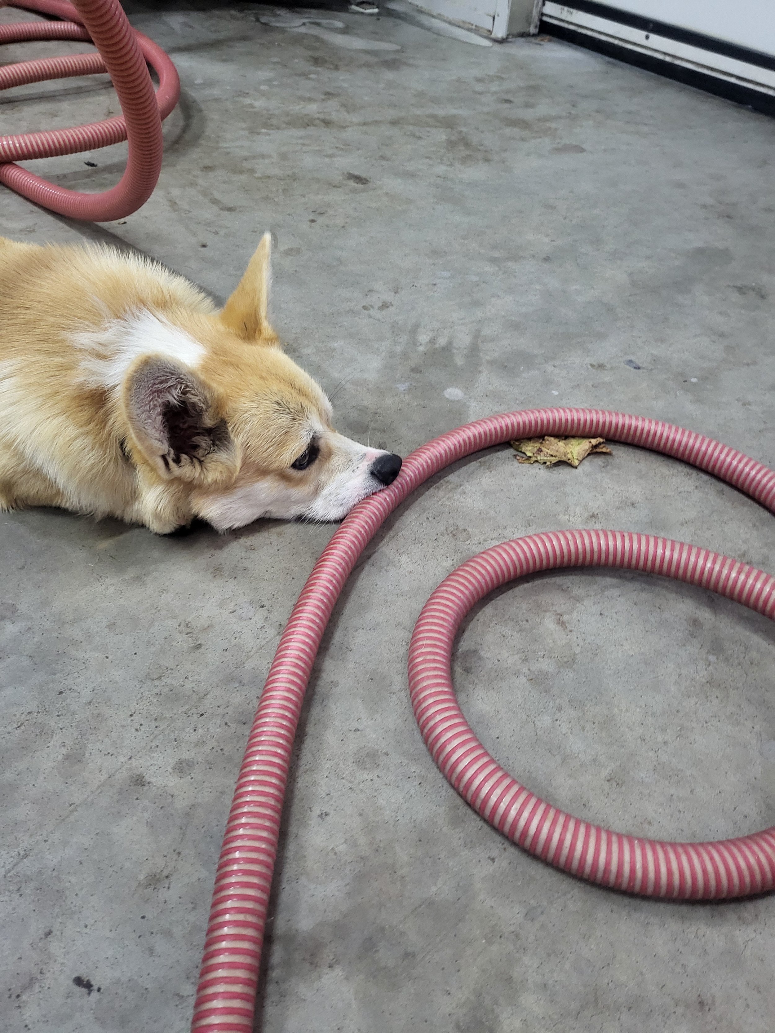 Fritz resting his head beside a red cellar hose