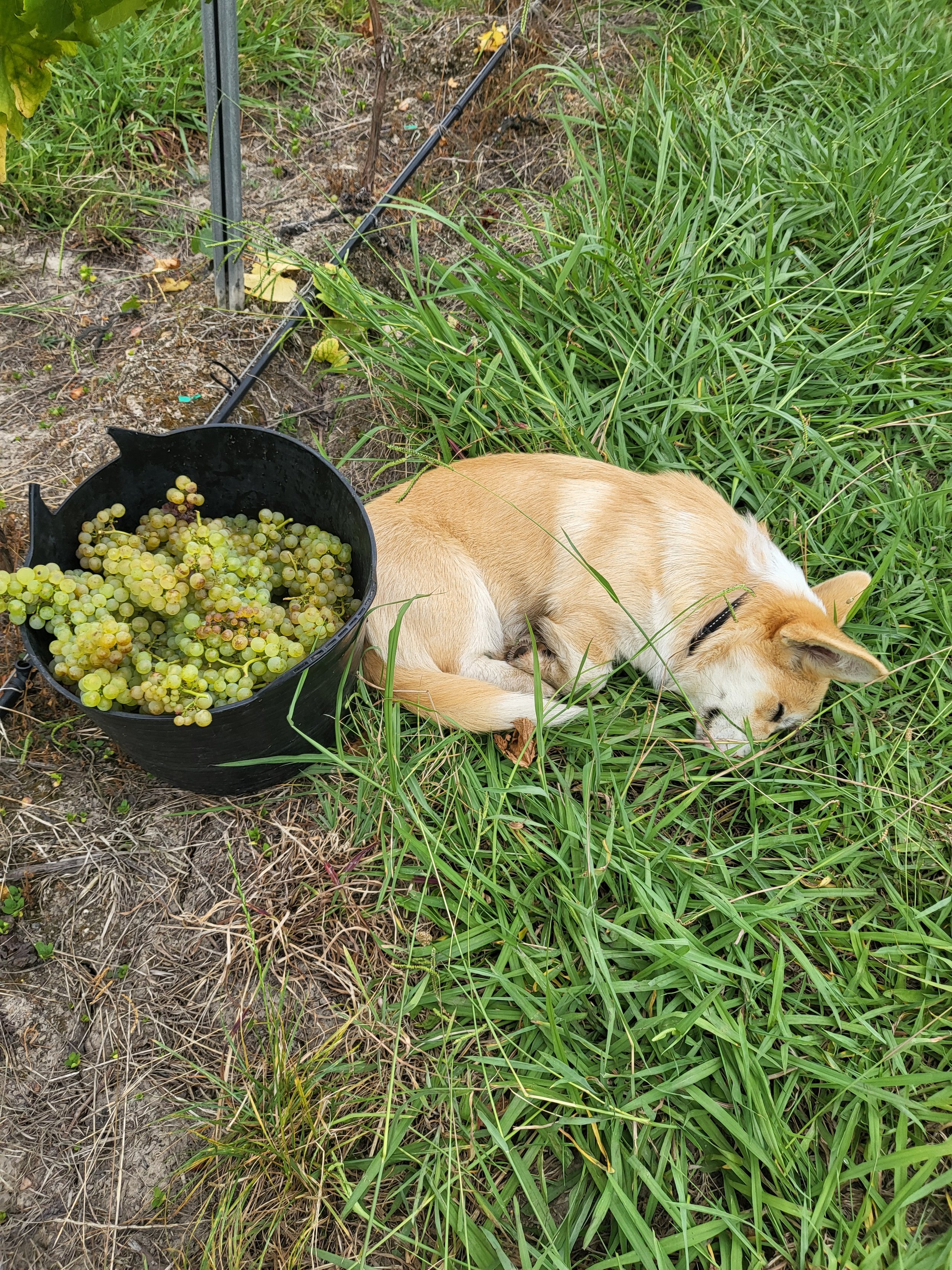 Fritz curled up asleep in the vineyard beside a bucket of grapes