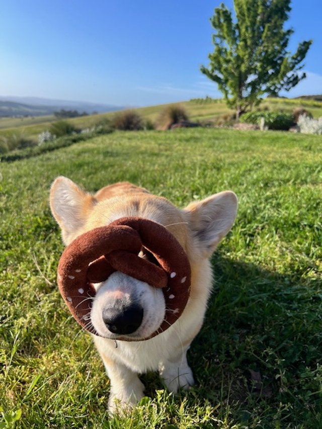 Fritz playing on the grass with a soft ring toy over his face