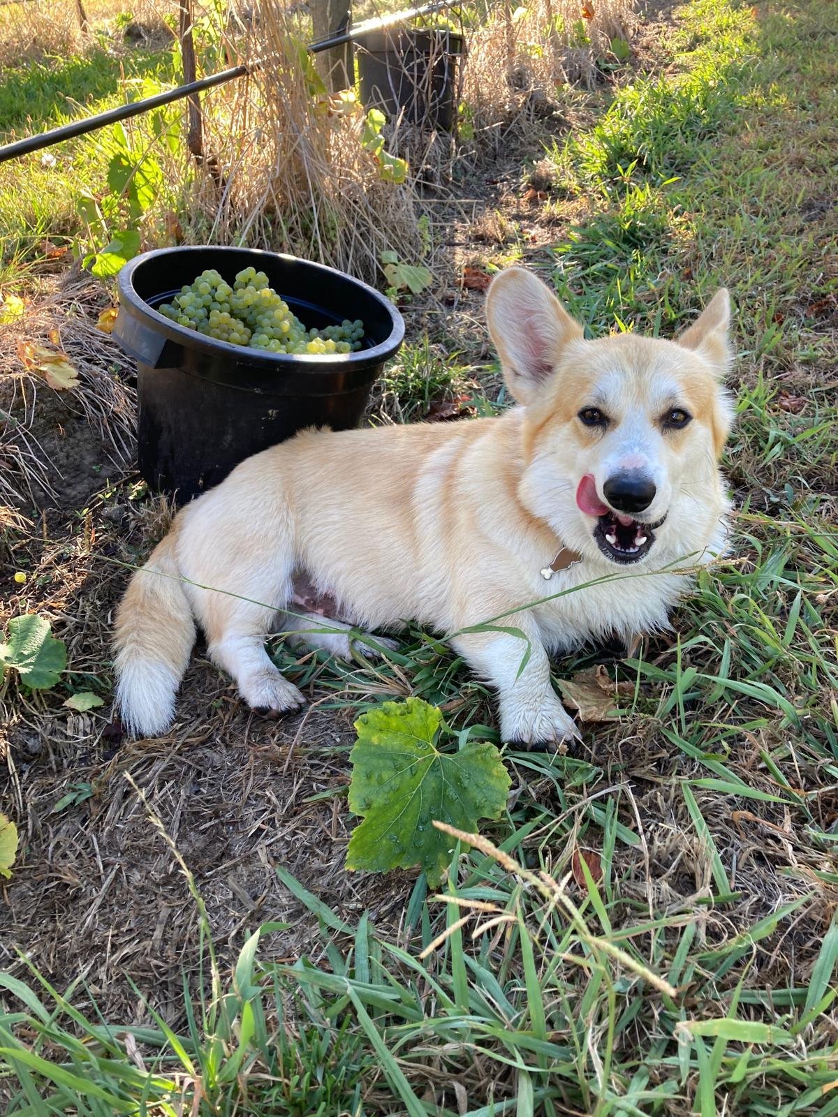 Fritz the corgi relaxing in the vineyard with his tongue out